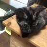5ヶ月さびちゃん サムネイル6