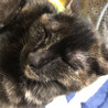 5ヶ月さびちゃん サムネイル4