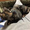 5ヶ月さびちゃん サムネイル7