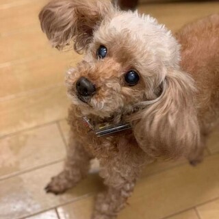 人懐っこさ◎可愛さ120％『プー子ちゃん』