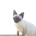 シャム猫