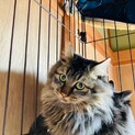 麗央(れお)くん　〜キジ柄長毛〜