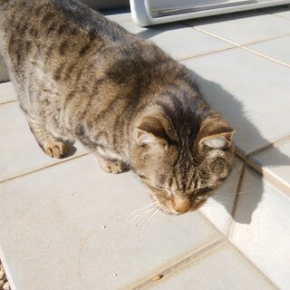 かわいい男のこ。お家を探しています。