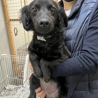 ♥プリンちゃん♥とっても元気なMIXの女の子