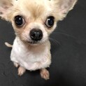 ５歳チワワ男の子の飼い主さんになってください