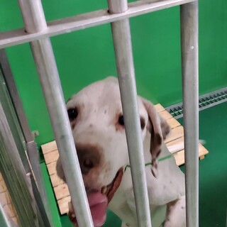 処分間近 ポインターの男の子