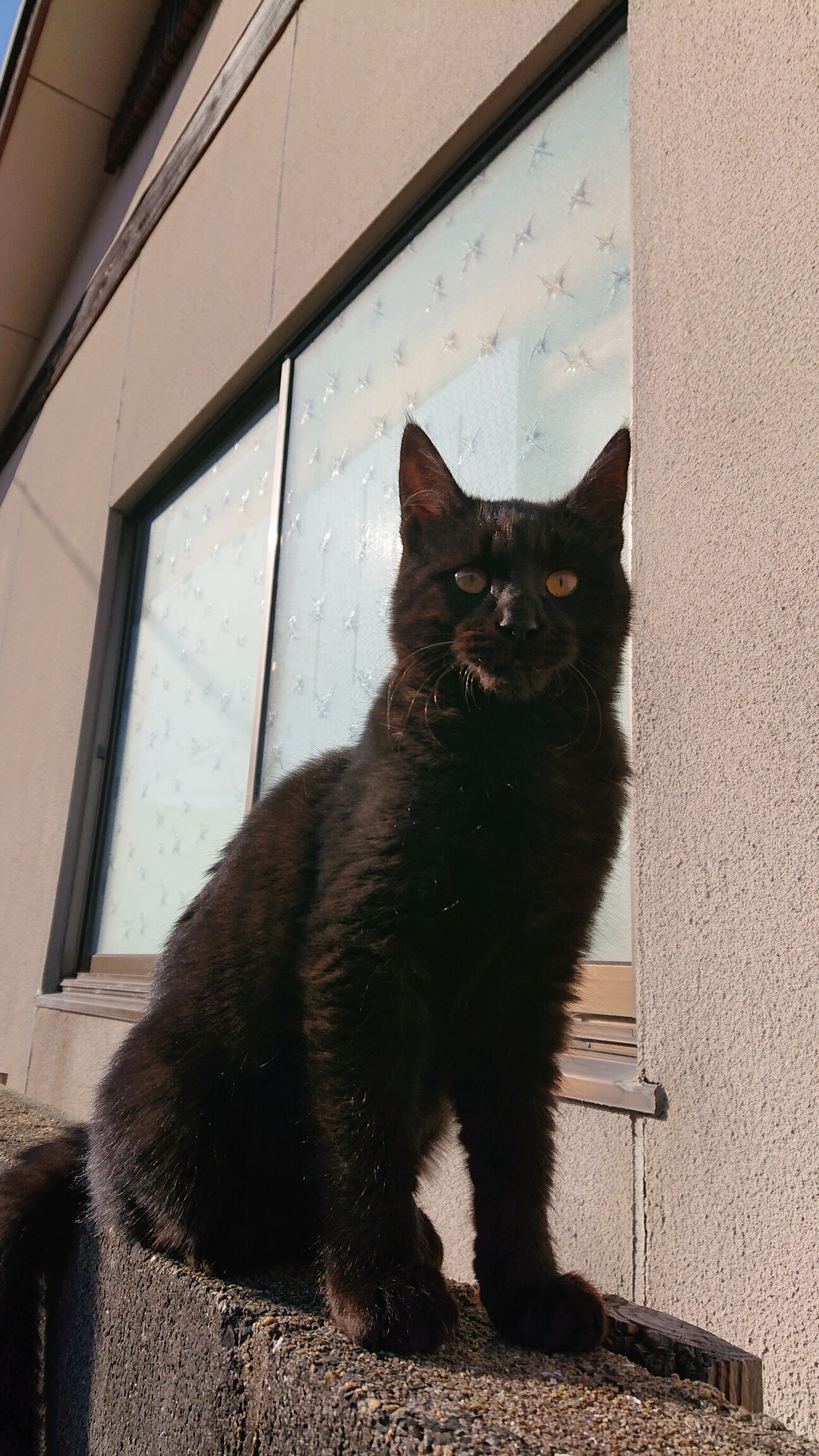 人懐っこい黒い子猫仮名サン 佐賀県 猫の里親募集 ペットのおうち 月間利用者150万人