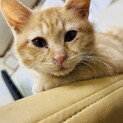 ［子猫】茶虎兄弟2匹一緒に！