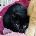 【子猫】黒猫おとなしい女の子！