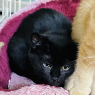 【子猫】黒猫おとなしい女の子！