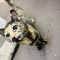 【決まりました！】サビ猫おっとりお姉さん！
