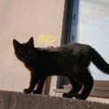 恥ずかしがりやの黒猫♀️です