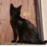 恥ずかしがりやの黒猫♀️です サムネイル2