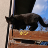 恥ずかしがりやの黒猫♀️です サムネイル3
