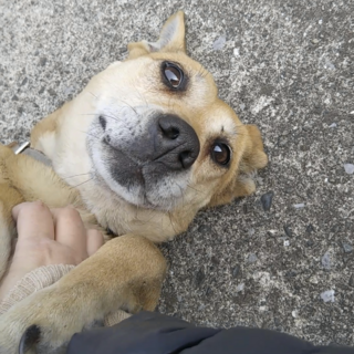 ずっと家族でいてくれる方探してます