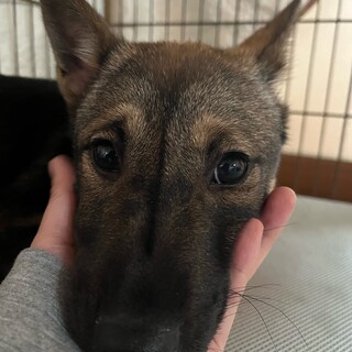 性格の可愛い子犬★優しい子です！