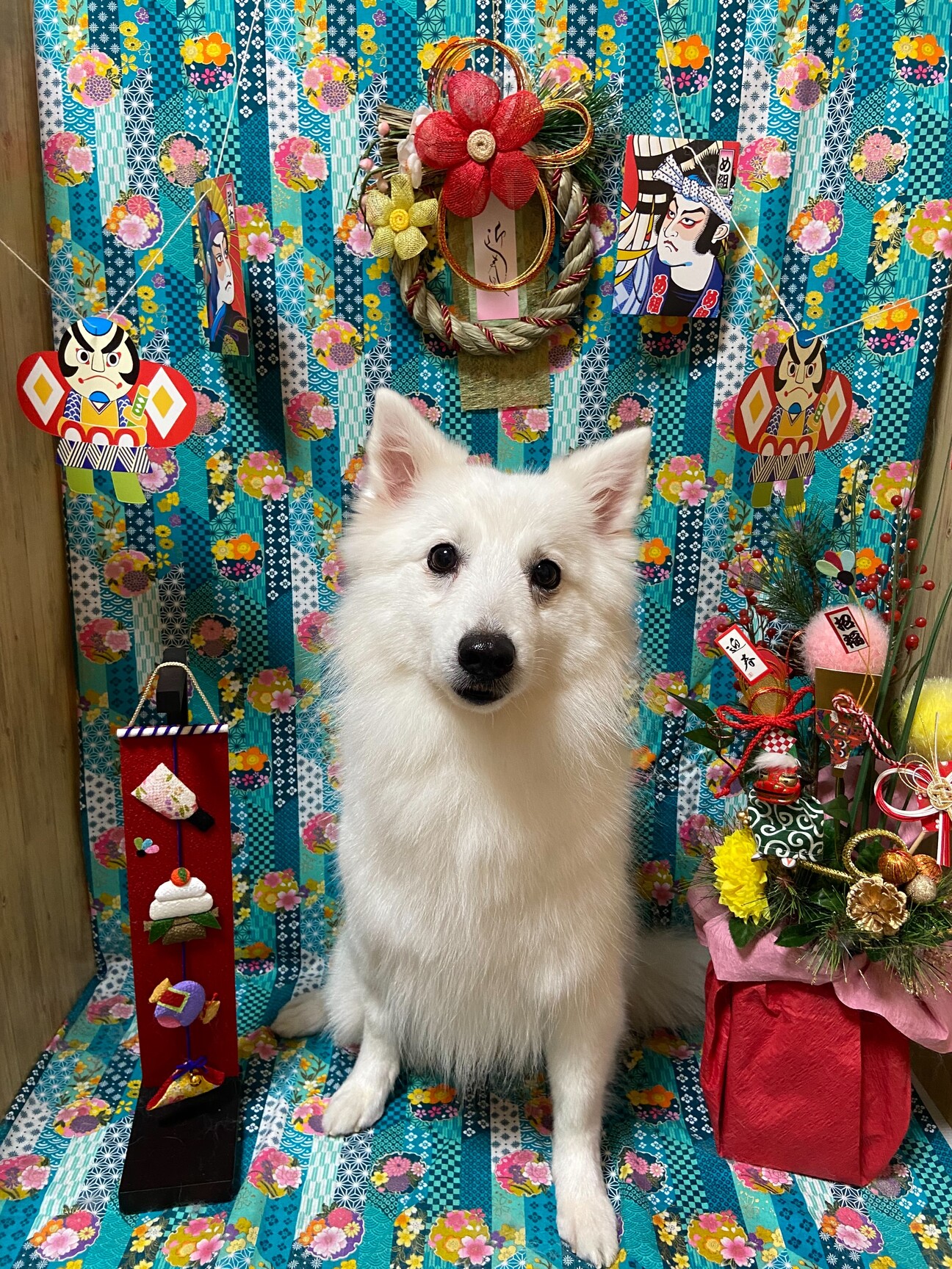 真っ白な日本スピッツまし 大阪府 犬の里親募集 ペットのおうち 月間利用者150万人