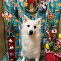 真っ白な日本スピッツましろちゃん