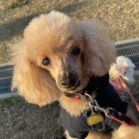 ブラウニー