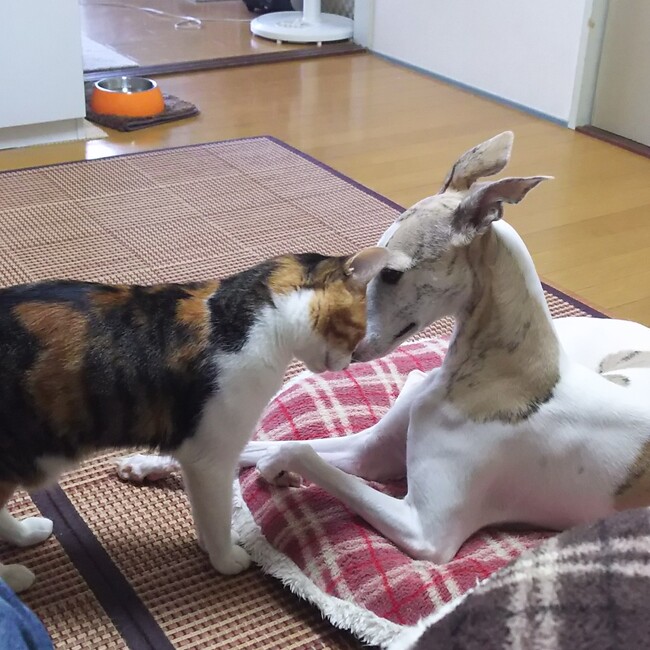 みなと@のカバー写真