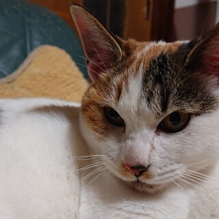 釧路市の猫の里親募集情報まとめ ペットのおうち 月間利用者150万人