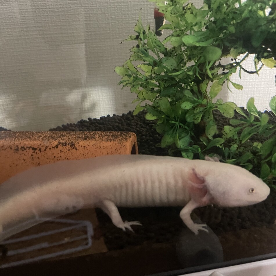 うーちゃん（ウーパールーパー） :: ペットのおうち【里親決定29万頭！】