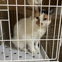 スコティッシュ　メス　2-3歳