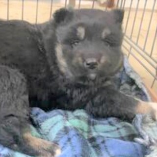 3-3-625◆可愛い子犬◆を家族に迎えませんか？