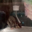 フクロモモンガ♀