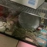まーくんと　キャベツとニンジン
