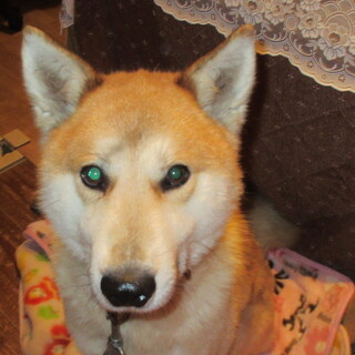 元気なトク2018年生まれ