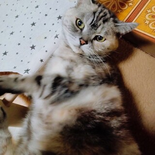 とても懐っこい♡チャコちゃん