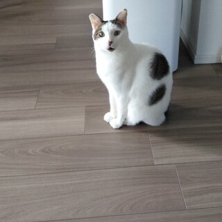 おしゃべりで甘えん坊♡マルくん