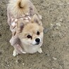 ドッグランでハイチーズ