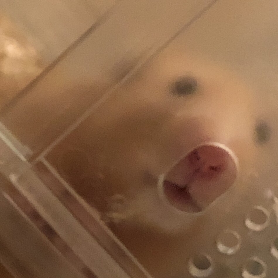 麦のカバー写真