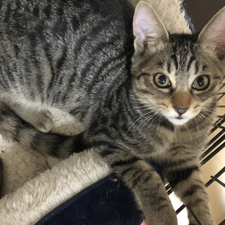 りむちゃん★甘えん坊、かまってちゃん