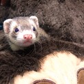 フェレット 里親募集です！