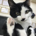 【ポニョ】♀推定10ヶ月