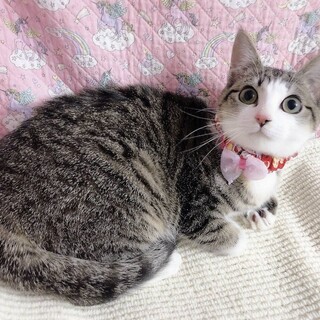 前世は犬だったのかも あ 東京都 猫の里親募集 ペットのおうち 月間利用者150万人