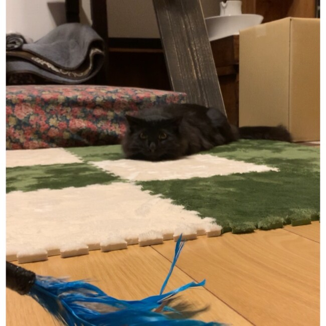 Riconekonukoのカバー写真