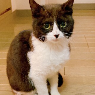 珍しい百塩茶色のハチワレちゃん姉妹