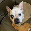 繁殖引退犬フレブルミックスの家族募集中です！！！