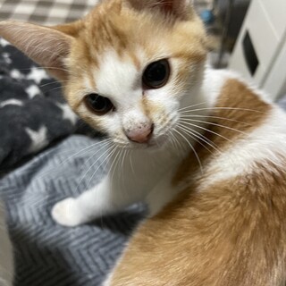捨て猫