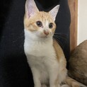 捨て猫