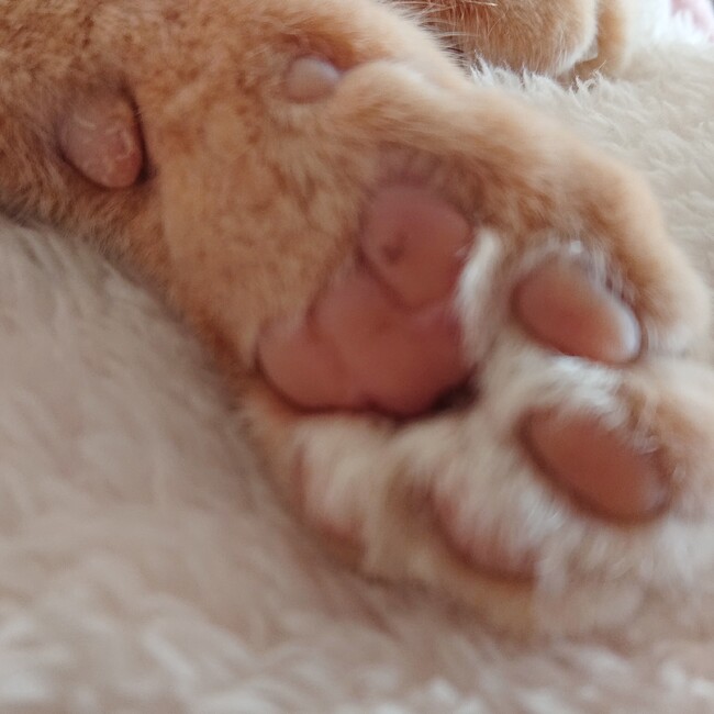 シンバくんとキアちゃんのカバー写真