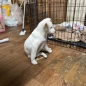生後約3ヶ月の子犬里親緊急募集