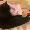 とても甘えんぼで抱っこ大好きな可愛い子です サムネイル2