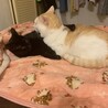とても甘えんぼで抱っこ大好きな可愛い子です サムネイル3