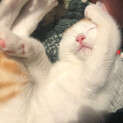 保護猫可愛い男の子♂人馴れしています○ノミゼロ