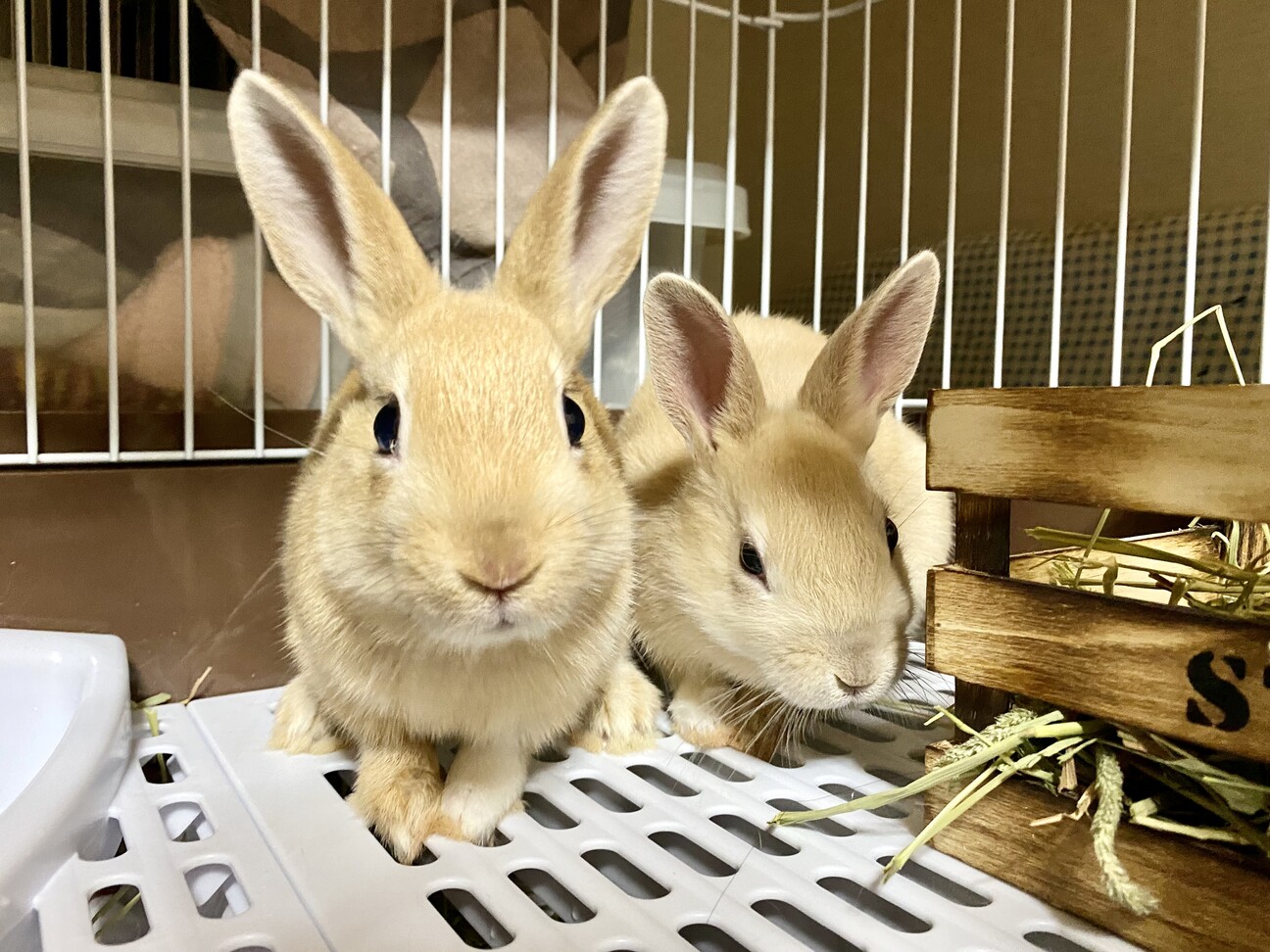 生後二ヶ月、ネザーランド」千葉県 - 小動物の里親募集(400729) 1枚